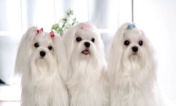 馬爾濟(jì)斯犬的價(jià)格