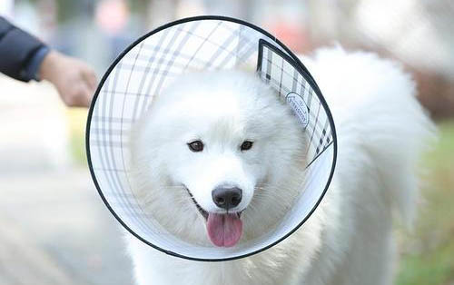如何給狗狗測體溫最準確