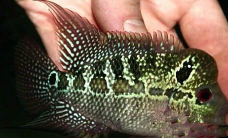 羅漢魚能養多久