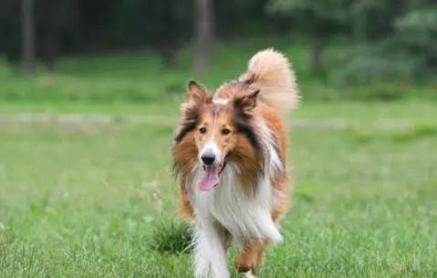 教你給蘇格蘭牧羊犬洗澡怎樣干洗