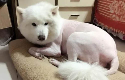 狗身上掉毛一塊一塊的是怎么回事