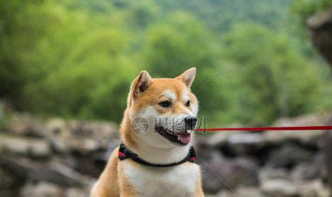 柴犬的日常護理