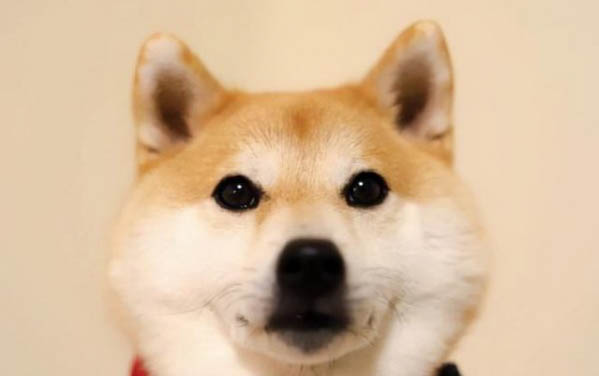 狗狗多久洗澡一次給它