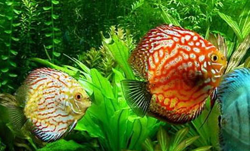 假山魚池養(yǎng)什么魚合適