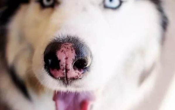 狗狗拉稀像棕色的泥漿