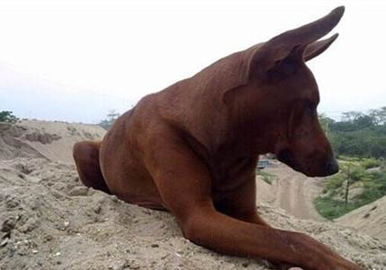 阿富汗獵犬如何訓練