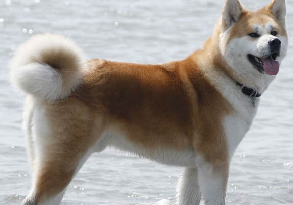日本秋田犬和柴犬有什么區別