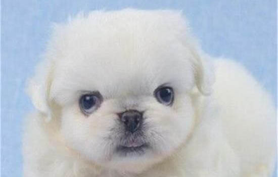 幼犬肚子一抽一抽的是什么情況