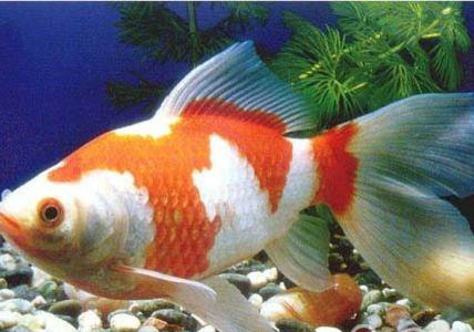 草金魚3厘米長一年能長多大
