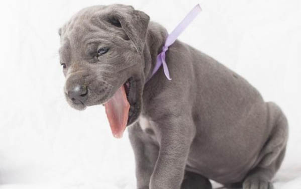 白色的小狗有哪些品種小型犬