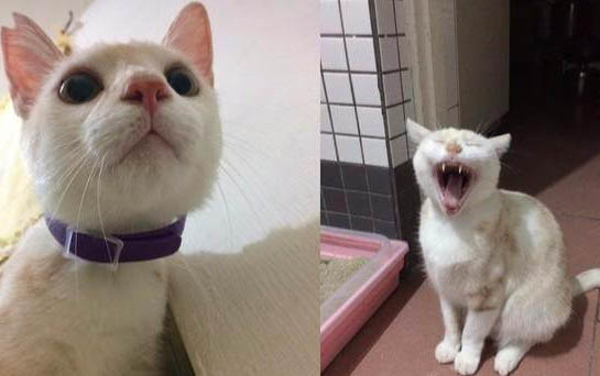 小貓咪不吃東西還拉稀怎么辦