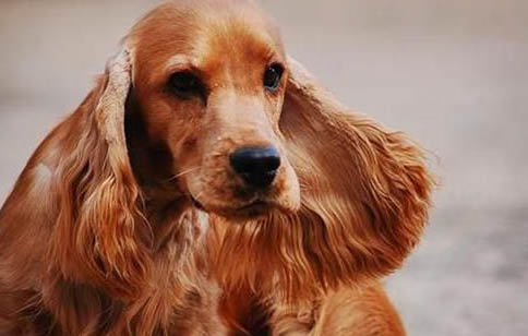 狗狗得犬瘟有哪些癥狀