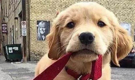 金毛犬哪個色系最貴，金色金毛最貴毛色越深越值錢