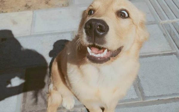 怎么教狗狗去廁所大小便