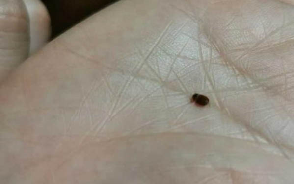 貓咪突然應激反應怎么安撫
