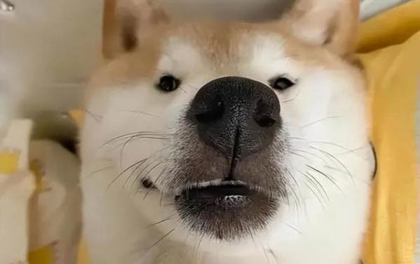 狗狗為什么右眼老有眼屎呢