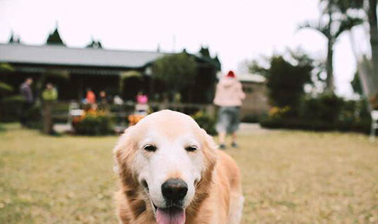 狗狗犬瘟后遺癥點頭能活多久