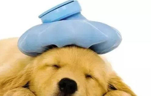 犬瘟抽搐是怎么樣的癥狀
