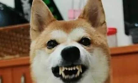 狗狗受到驚嚇后的癥狀有哪些