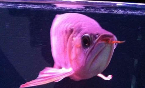 澳洲星點龍魚能長多大