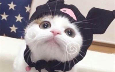 小貓咪長貓?zhí)\的原因及處理方法