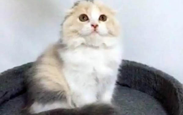 貓咪拉黃水是貓瘟嗎？