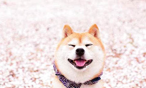 成年柴犬一天吃多少狗糧