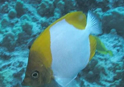 釣魚溫度多少適合釣魚
