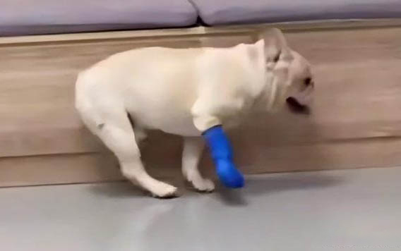 狗狗止痛藥有哪些牌子？
