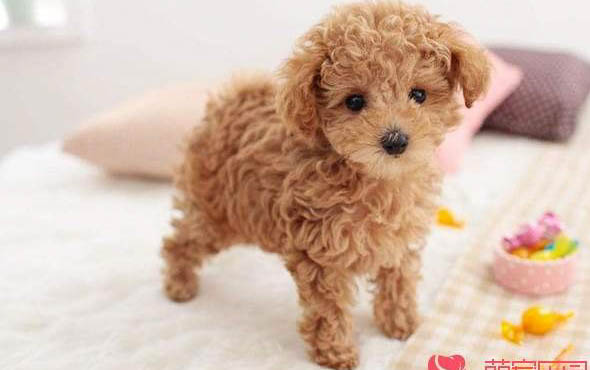 貴賓犬脾臟大的原因
