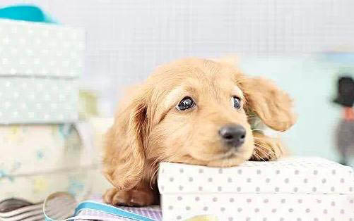 狗狗不吃東西還拉稀沒精神怎么辦吃什么藥