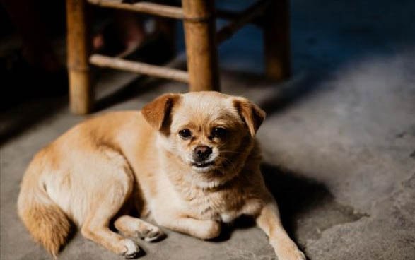 如何判斷狗狗是否吃了老鼠藥