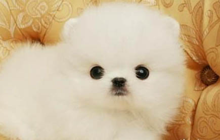 新手如何養博美犬