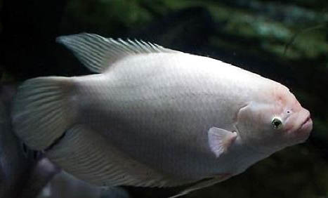 招財魚水溫度多少最佳