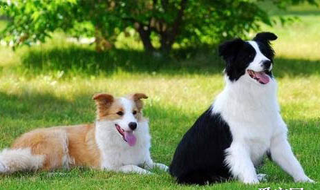 喜樂蒂牧羊犬吐清水了啥原因