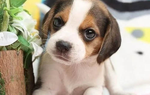 如何防止幼犬舔手？