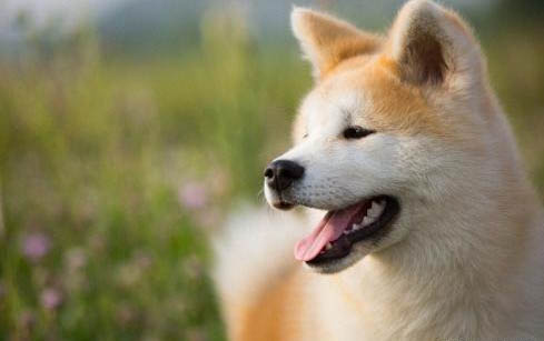 狗狗可以吃狗骨頭嗎