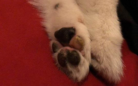狗狗低燒有哪些癥狀