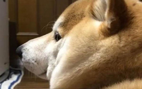 狗狗為什么擠肛門腺視頻