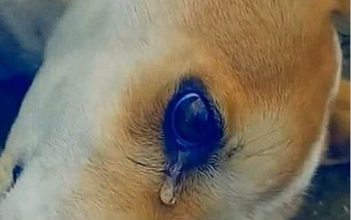 狗狗可以喝豆?jié){嗎