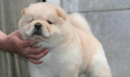 狗生死胎的四種原因及處理方法