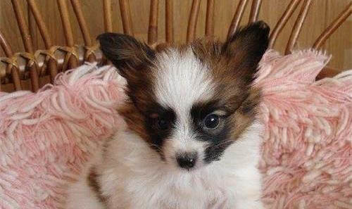 蝴蝶犬多少錢一只幼崽