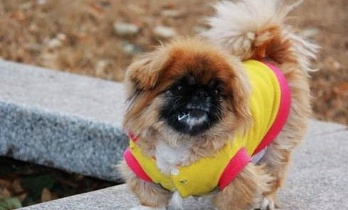 幼犬什么時候可以驅蟲