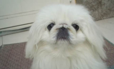 京巴犬多少錢(qián)一只