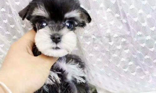 雪納瑞不可以吃什么