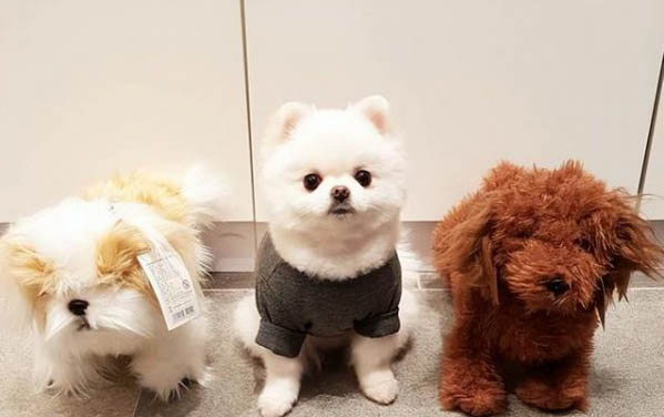 狗狗需要打疫苗嗎