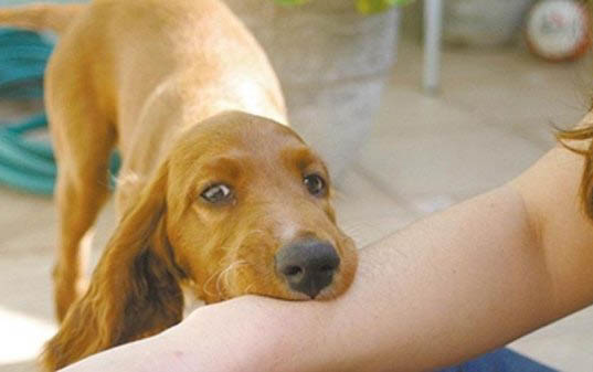 狗狗檢測犬瘟和細小需要多久時間?