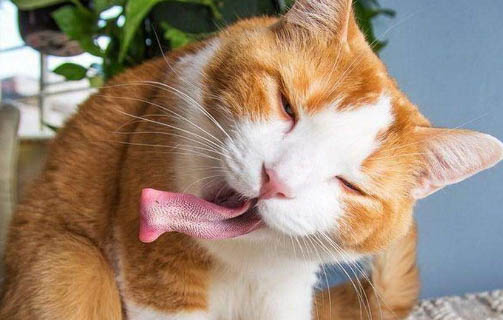 怎么看貓咪多大了幾個月