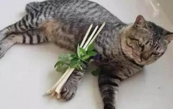 貓背部抽搐怎么辦?