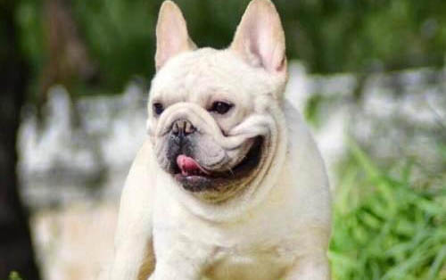 狗狗睡覺抽搐是不是犬瘟